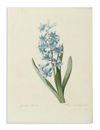 REDOUTÉ, PIERRE-JOSEPH. Four hand-colored stipple engraved plates